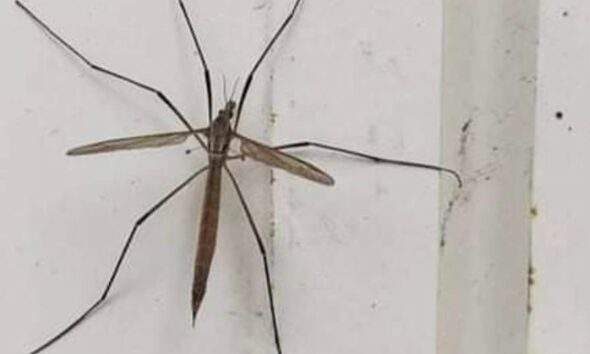 Olá! Sou uma tipula,