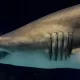 O tubarão-touro, que tem em média 2 metros de comprimento, é bem menor do que o tubarão-branco ou o martelo - que podem chegar, respectivamente, a 7,5 e 6 metros (Wikimedia Commons)