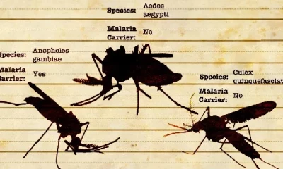 Conheça os vários tipos de Dengue!