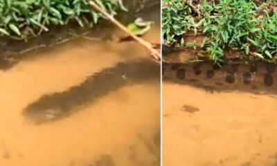 Vídeo : Anaconda é flagrada enquanto passeava em igarapé