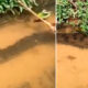 Vídeo : Anaconda é flagrada enquanto passeava em igarapé