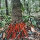 As raízes do açaí vermelho / Foto : Instagram @caja.tuba