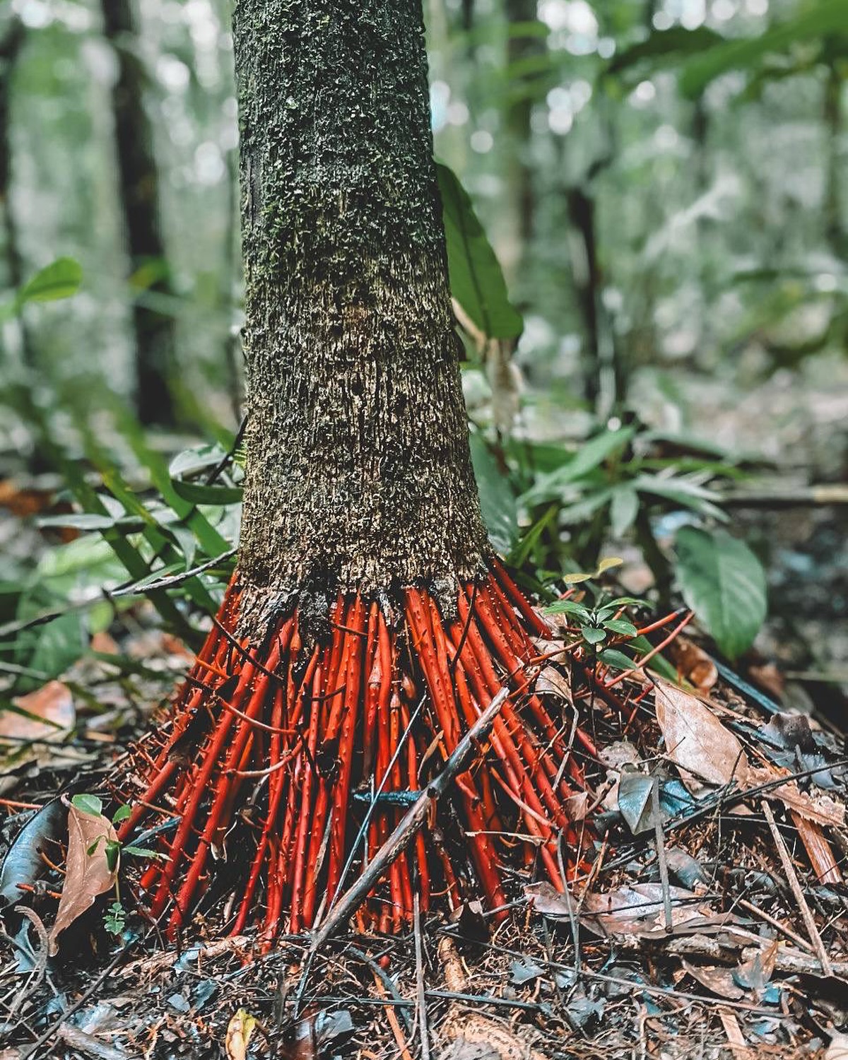 As raízes do açaí vermelho / Foto : Instagram @caja.tuba