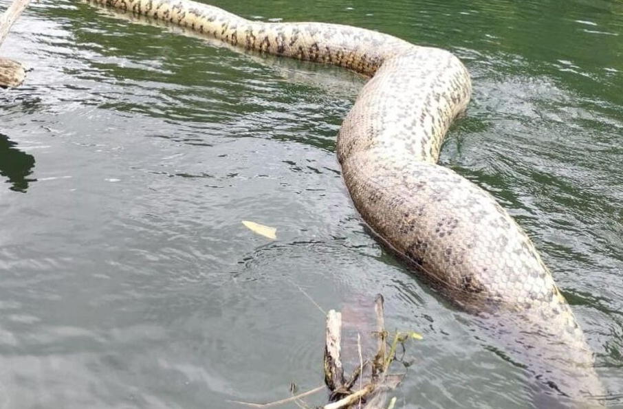 Saiu o laudo da morte da Ana Júlia, a maior cobra do mundo! Confira! / Foto :Reprodução / Cristian Dimitrius