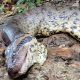 Saiu o laudo da morte da Ana Júlia, a maior cobra do mundo! Confira! / Foto :Reprodução / Cristian Dimitrius