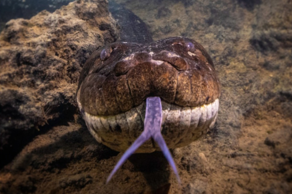 Saiu o laudo da morte da Ana Júlia, a maior cobra do mundo! Confira! / Foto :Reprodução / Cristian Dimitrius