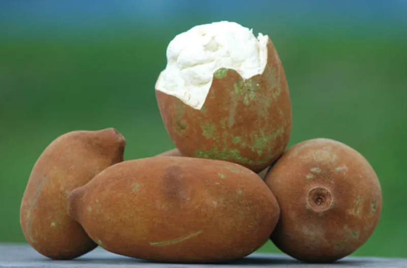 Cupuaçu é uma fruta típica do Amazonas / Foto : Divulgação