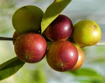 Camu camu é uma fruta típica do Amazonas / Foto : Divulgação