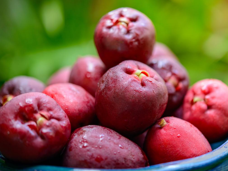 Jambo é uma fruta típica do Amazonas / Foto : Divulgação