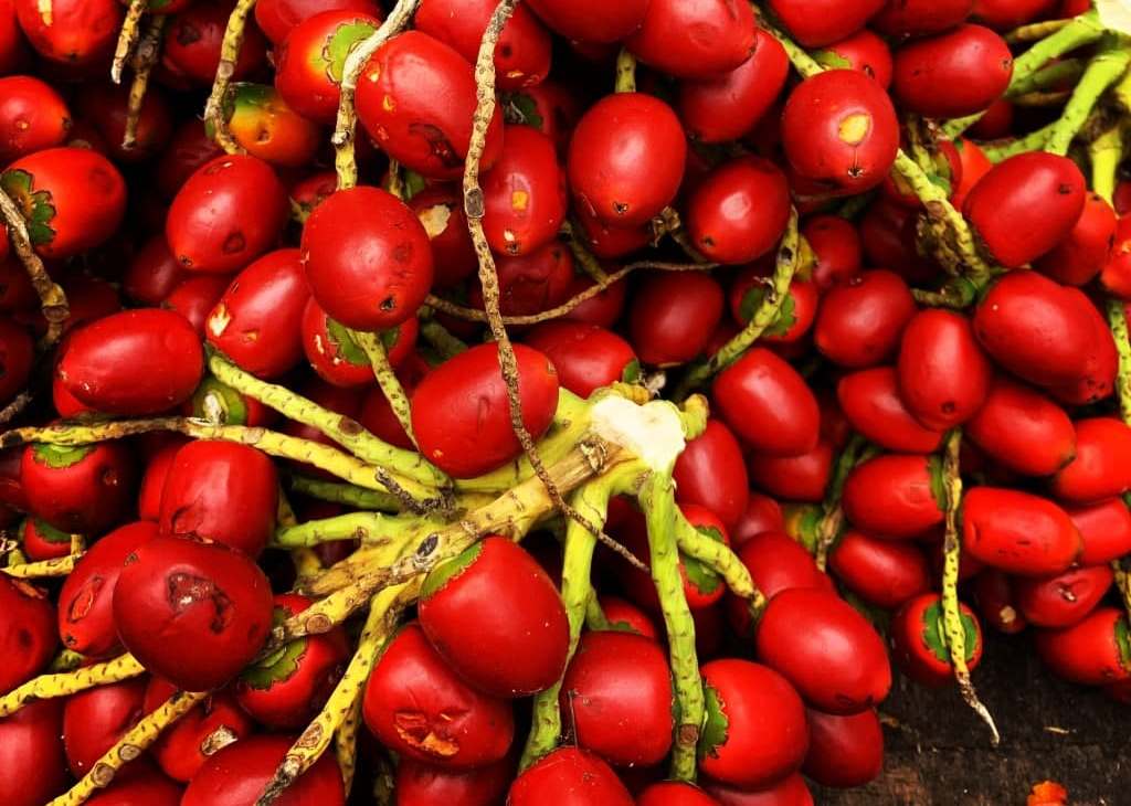 Pupunha é uma fruta típica do Amazonas / Foto : Divulgação