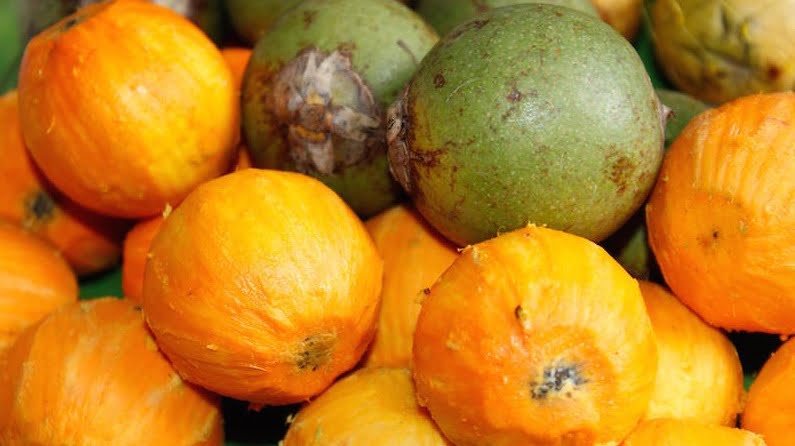 Tucumã é uma fruta típica do Amazonas / Foto : Divulgação