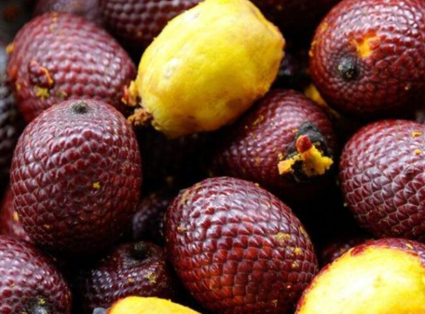 Buriti é uma fruta típica do Amazonas / Foto : Divulgação