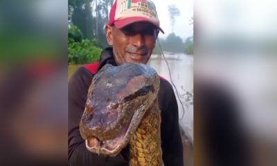 Pescador captura sucuri gigante na Amazônia e vídeo viraliza! Confira!!