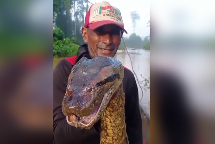 Pescador captura sucuri gigante na Amazônia e vídeo viraliza! Confira!!