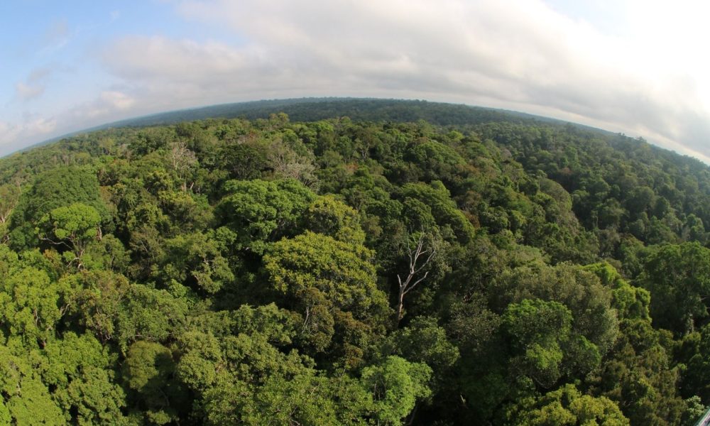 Inpe aponta queda de desmatamento no Amazonas em 46,9% / Foto : Divulgação/Sema