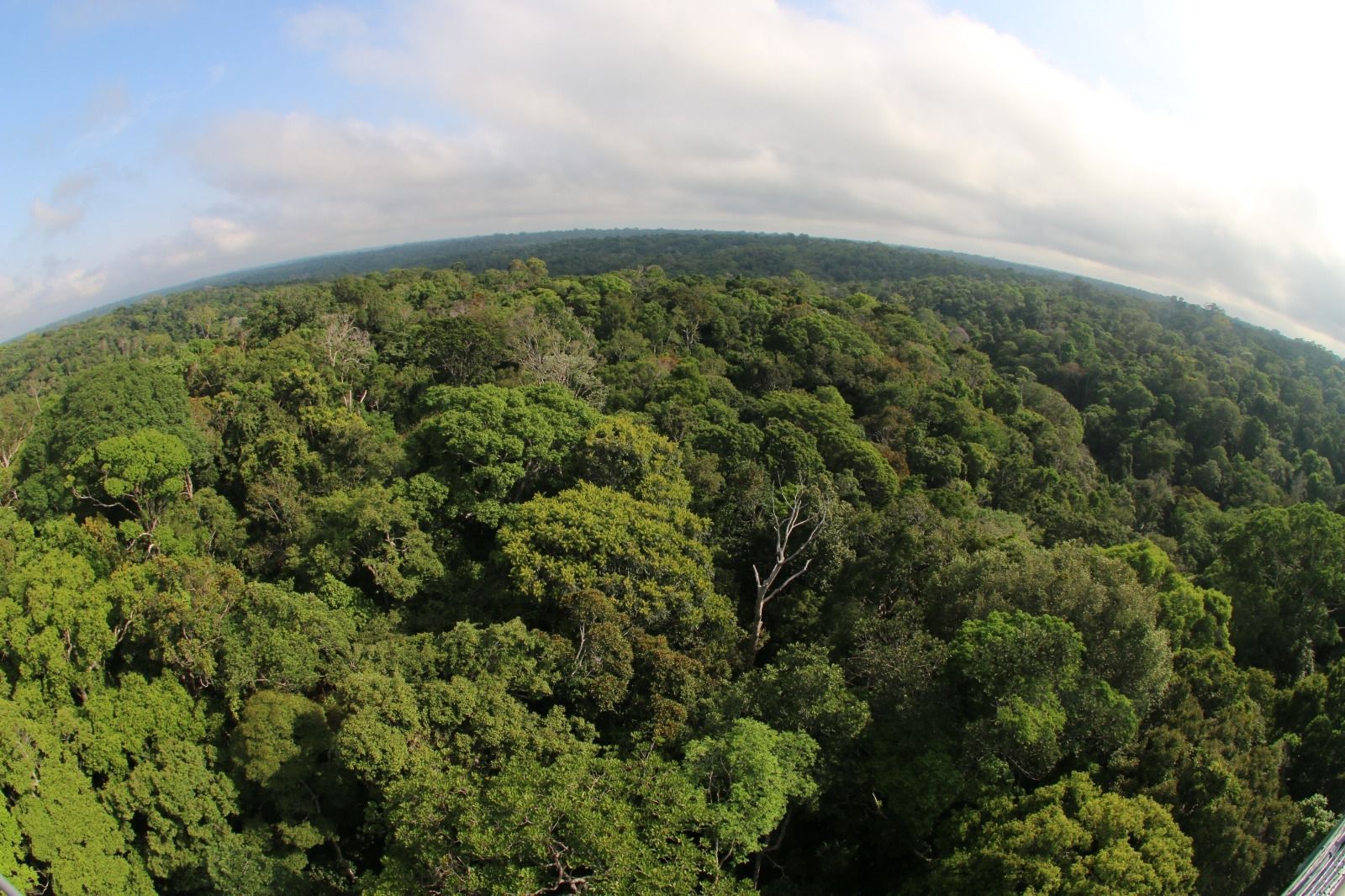 Inpe aponta queda de desmatamento no Amazonas em 46,9% / Foto : Divulgação/Sema