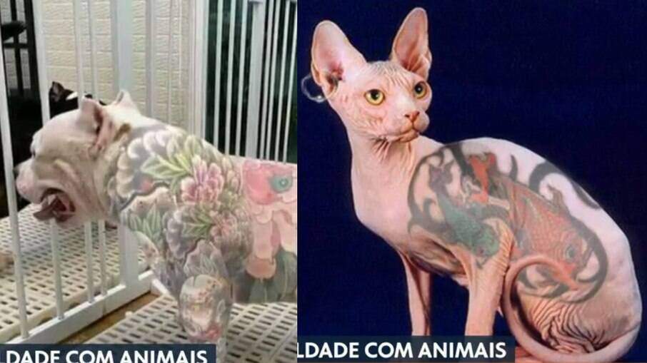Nova Lei : Piercing e tatuagens em cães e gato vira crime com pena de prisão!