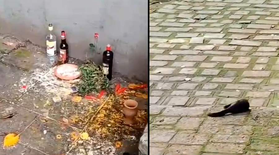 Macaquinho fica chumbado após beber cachaça de oferenda! Veja o vídeo