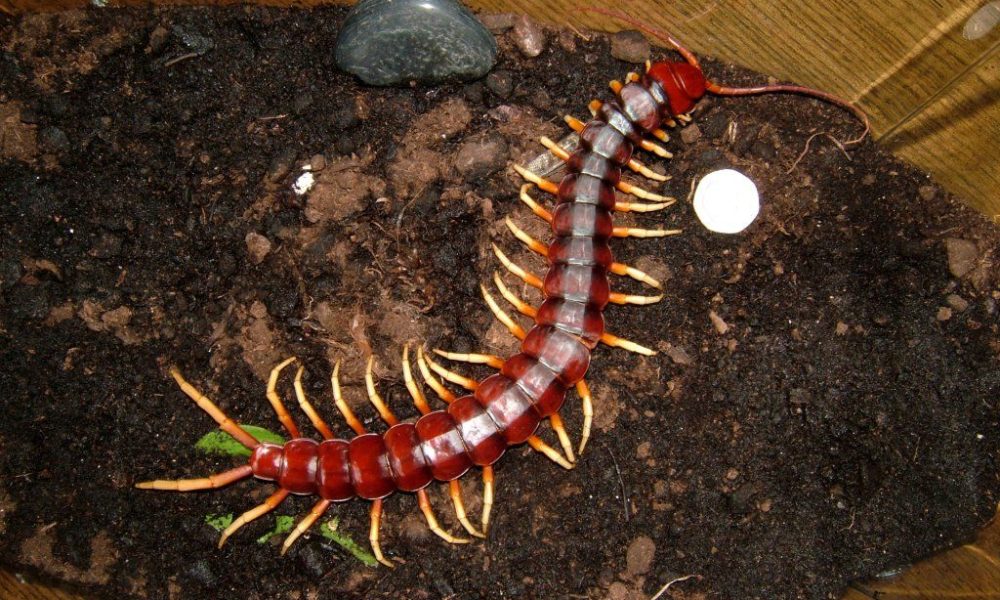 Conheça a centopeia gigante da Amazônia! / Foto : Divulgação