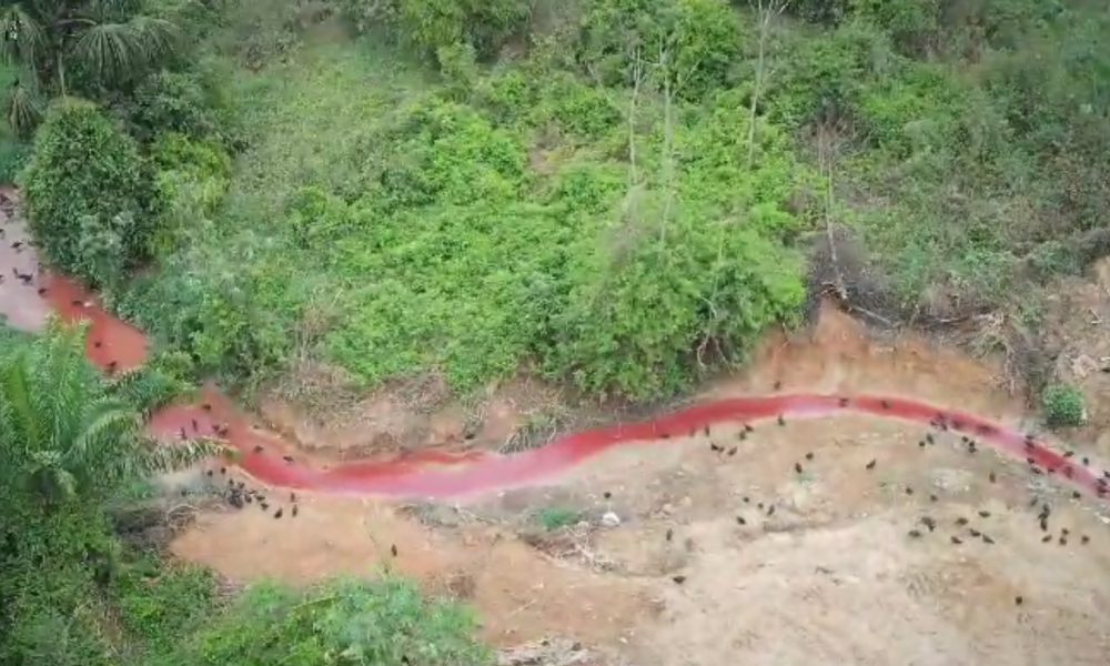 IBAMA flagra rio de sangue após frigorífico despejar sangue de boi em igarapé!