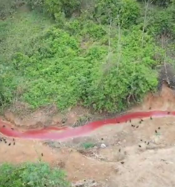 IBAMA flagra rio de sangue após frigorífico despejar sangue de boi em igarapé!