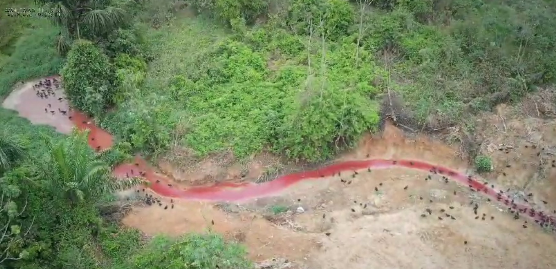 IBAMA flagra rio de sangue após frigorífico despejar sangue de boi em igarapé!