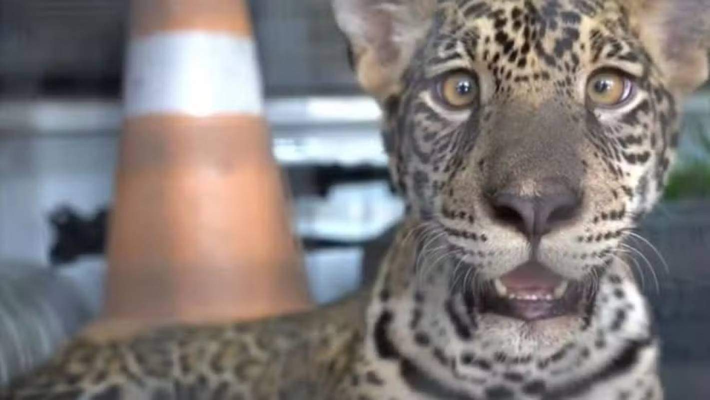 Golias: Conheça a onça-pintada "pet" que conquistou internautas, confira atualizações do caso