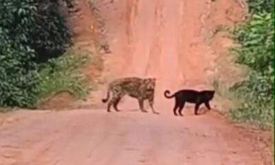 VÍDEO: Duas onças, uma delas preta, são flagradas em estrada de Parintins (AM)