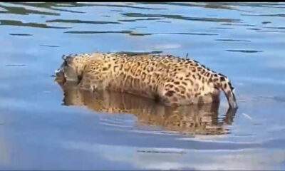 Onça-pintada é encontrada morta boiando no Pantanal sul-mato-grossense!
