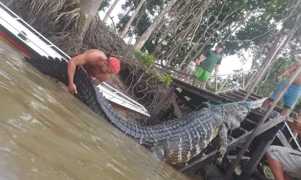 Ribeirinhos capturaram um Jacaré Açu, considerado um Monstro dos rios! / Foto : Divulgação