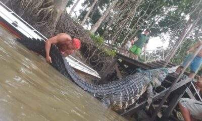 Ribeirinhos capturaram um Jacaré Açu, considerado um Monstro dos rios! / Foto : Divulgação