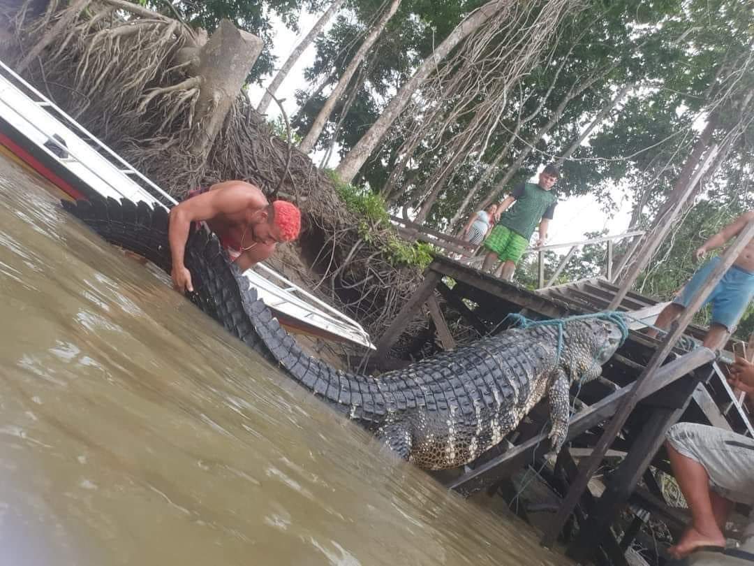 Ribeirinhos capturaram um Jacaré Açu, considerado um Monstro dos rios! / Foto : Divulgação