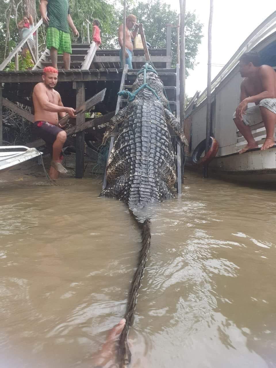 Ribeirinhos capturaram um Jacaré Açu, considerado um Monstro dos rios! / Foto : Divulgação