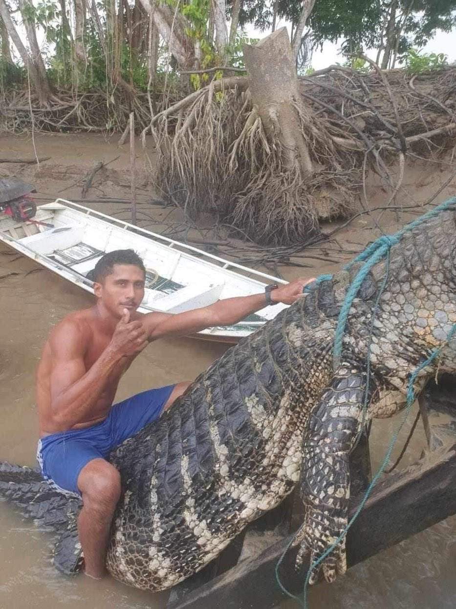 Ribeirinhos capturaram um Jacaré Açu, considerado um Monstro dos rios! / Foto : Divulgação