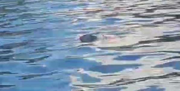 Terceiro corpo encontrado no mesmo igarapé em Manaus