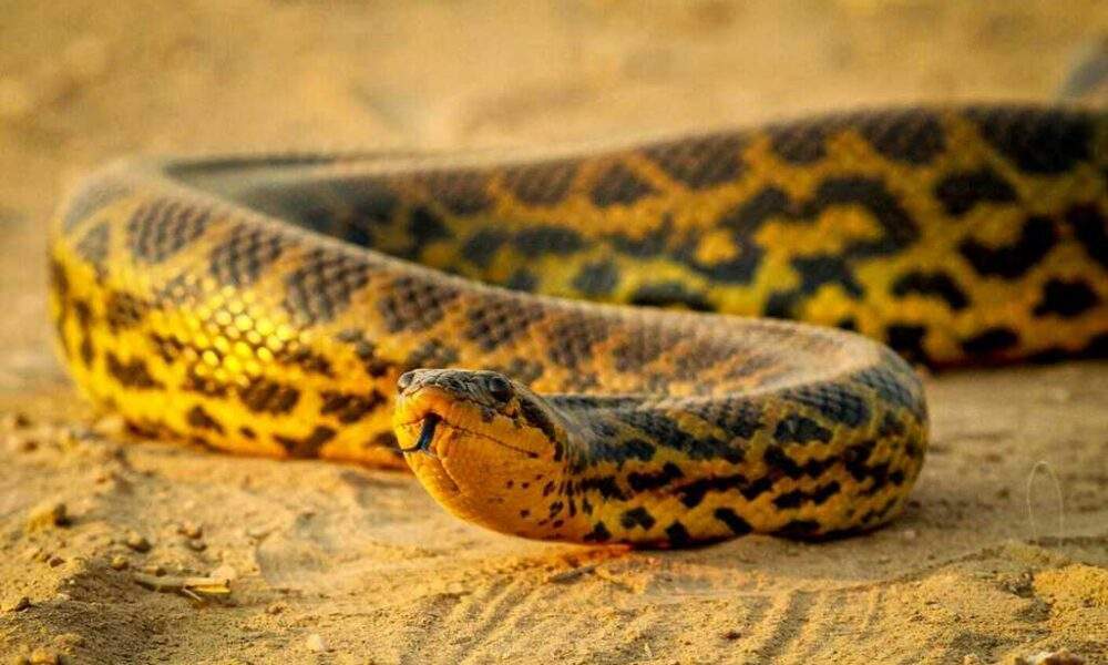 Sucuri-amarela - Eunectes notaeus — Foto: Divulgação