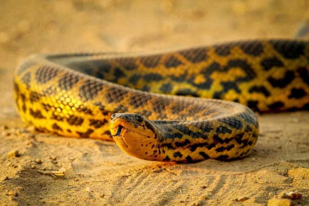 Sucuri-amarela - Eunectes notaeus — Foto: Divulgação