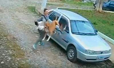Vídeo : Pitbull agressivo e sem coleira acaba morto a facadas após atacar Shih-tzu que estava passeando com tutora