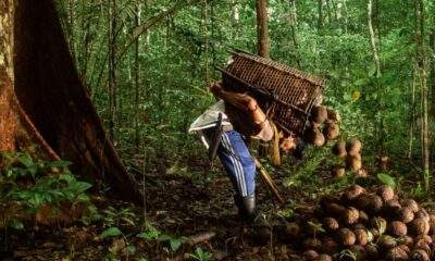 Um olhar sobre as práticas de Desenvolvimento Sustentável na Região Amazônica