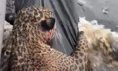 Onça é resgatada após nadar por horas no Rio Negro, em Manaus