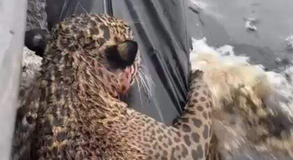 Onça é resgatada após nadar por horas no Rio Negro, em Manaus