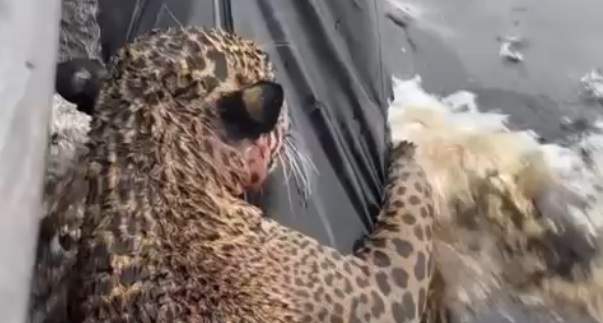 Onça é resgatada após nadar por horas no Rio Negro, em Manaus