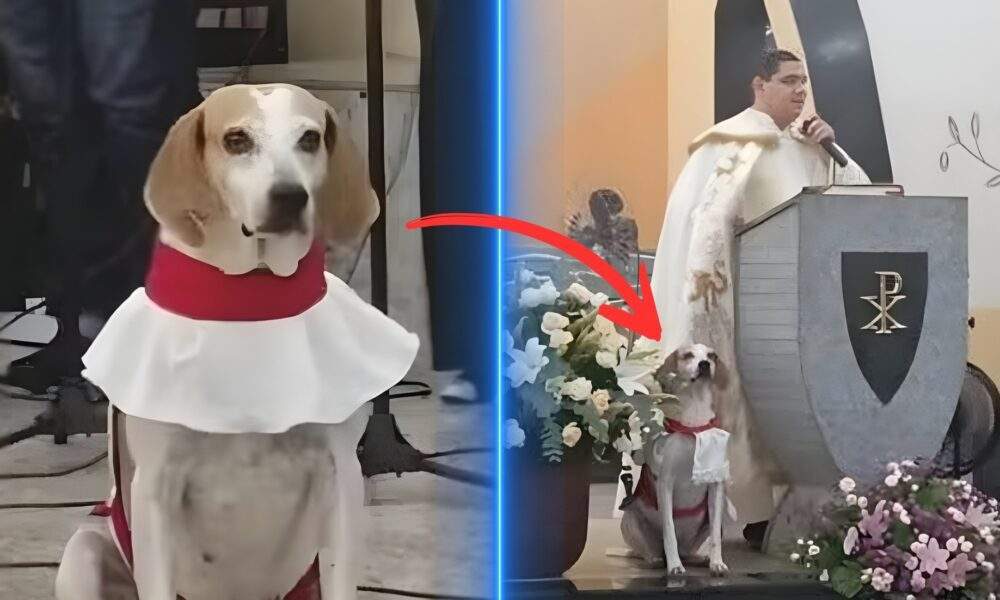 Conheça o Johnny, o cãoroinha que se tornou um verdadeiro xodó dos fiéis / Foto : Divulgação