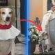 Conheça o Johnny, o cãoroinha que se tornou um verdadeiro xodó dos fiéis / Foto : Divulgação