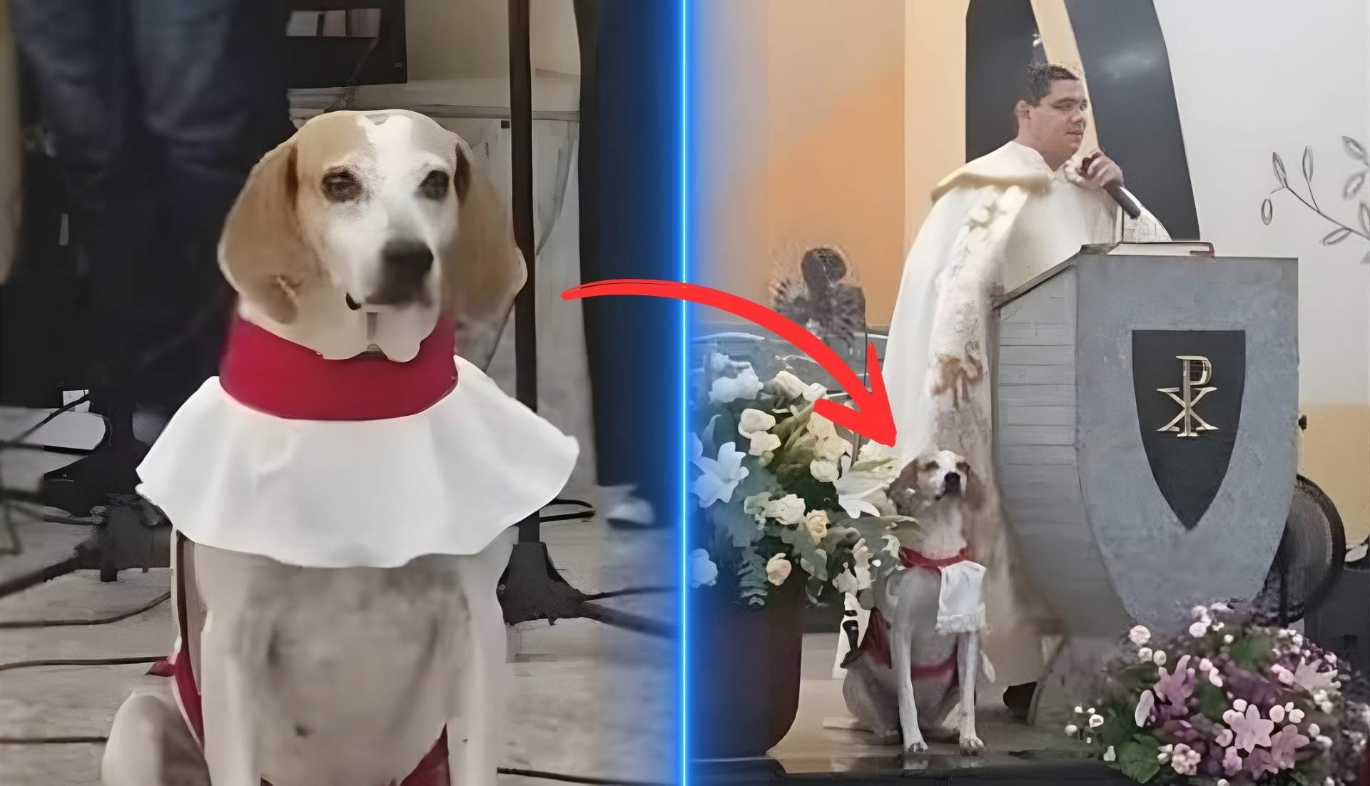 Conheça o Johnny, o cãoroinha que se tornou um verdadeiro xodó dos fiéis / Foto : Divulgação