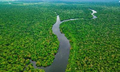 amazônia 10 fatos impressionantes sobre a maior floresta do mundo
