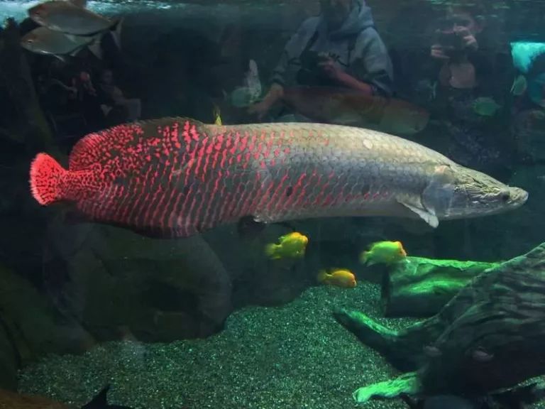 animais impressionantes da amazônia 10