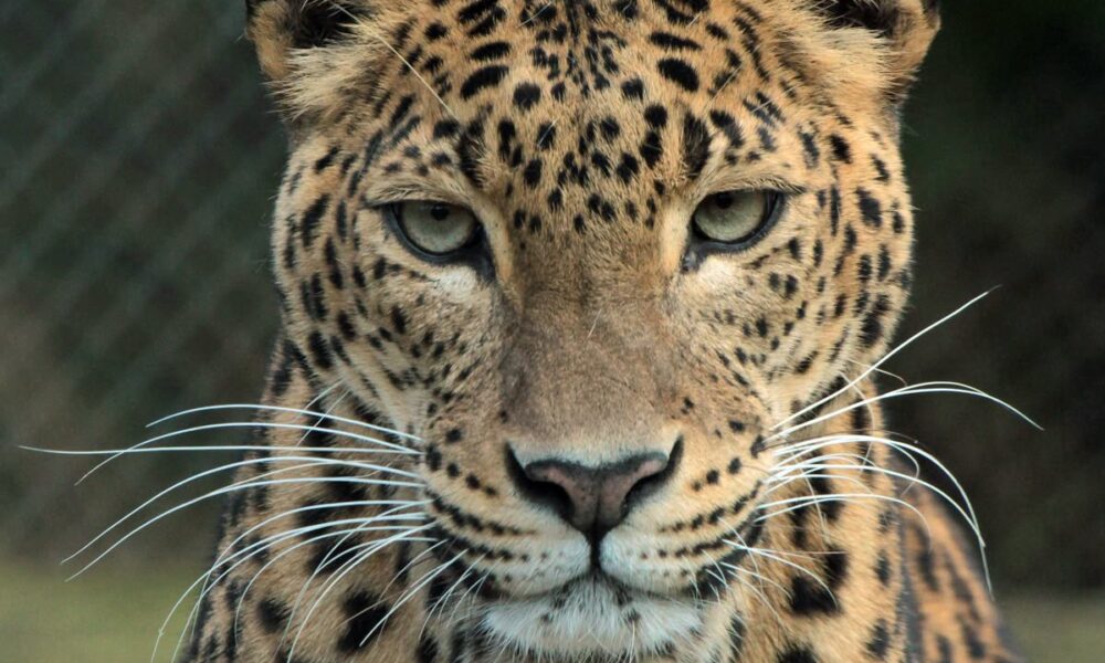 animais impressionantes da amazônia