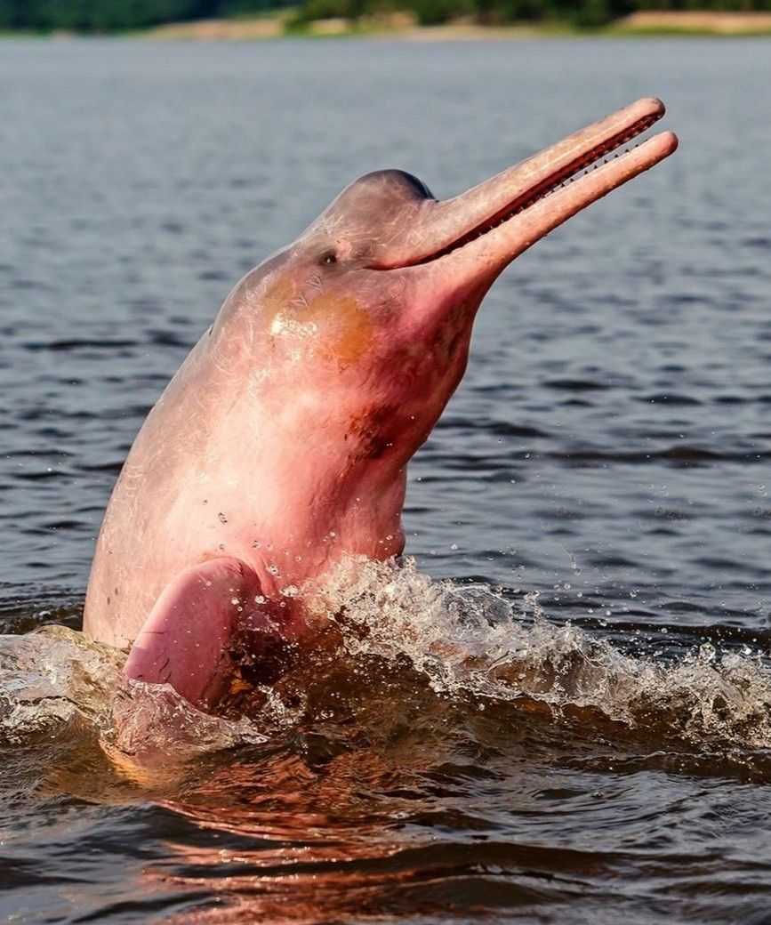 animais impressionantes da amazônia 2