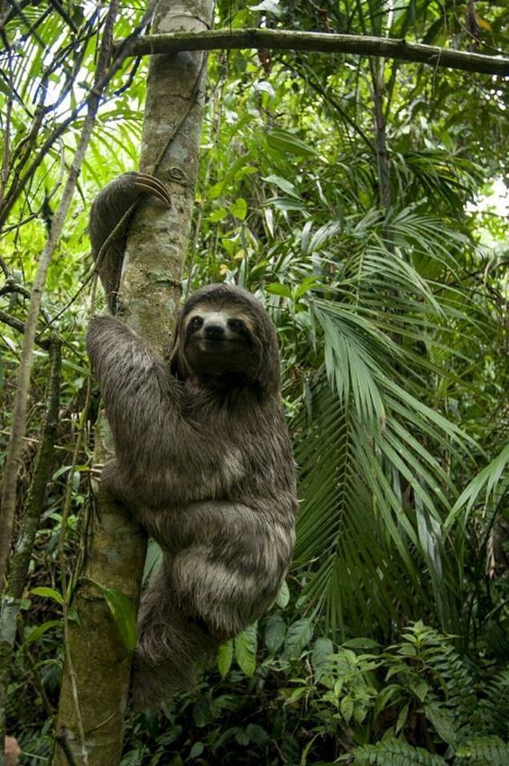 animais impressionantes da amazônia 3